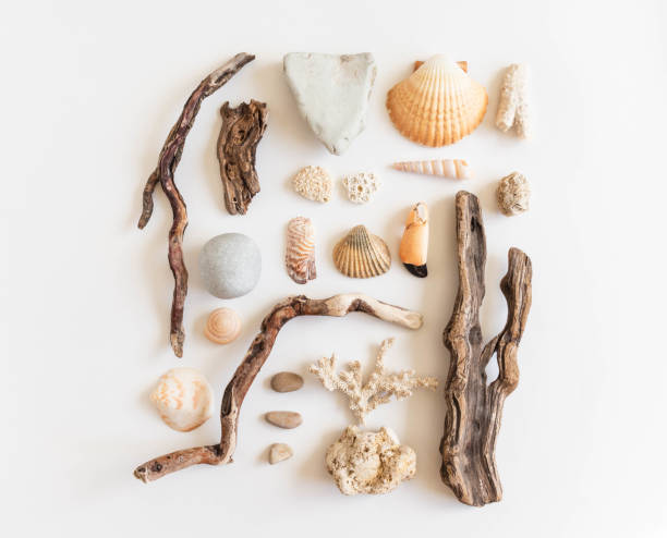 istock Composition of various wooden branches, stones, shells 1324682780
