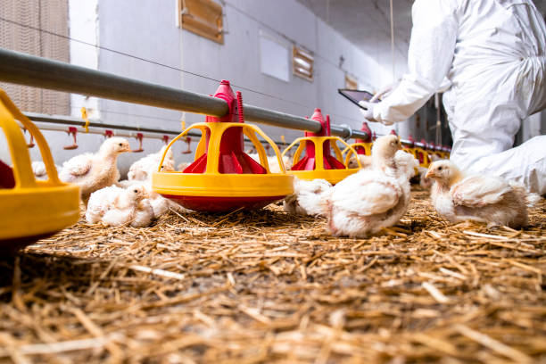 istock Modern chicken farm and farmer checking production on tablet computer and automated feeding system. 1324683062