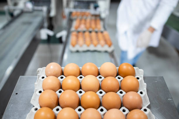 istock Fresh eggs on the transporter line at the poultry farm and worker sorting the eggs. 1324683493