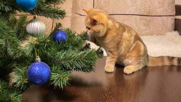 istock red little kitten playing with blue balls at christmas tree 1324683720