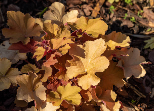 istock heuchera plants as very nice natural background 1324684421