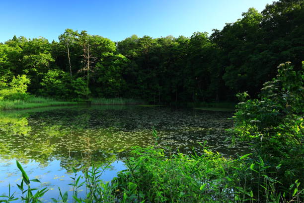 istock Fresh green swamp 1324684618