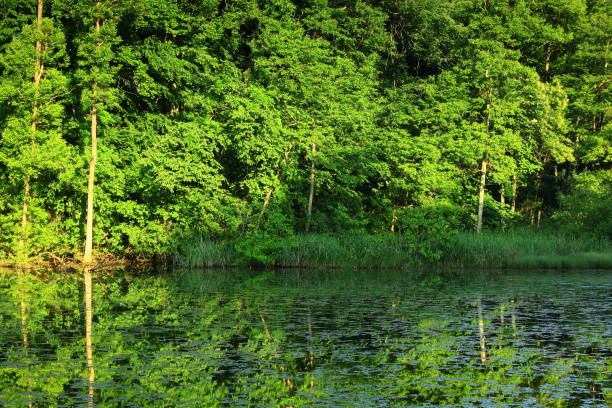istock Fresh green swamp 1324684619