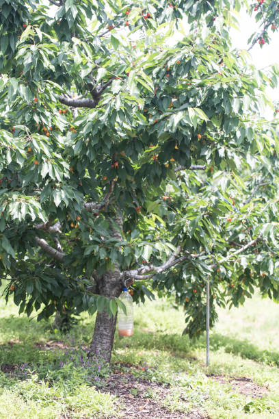 istock Cherries hanging on a cherry tree branch. 1324684698
