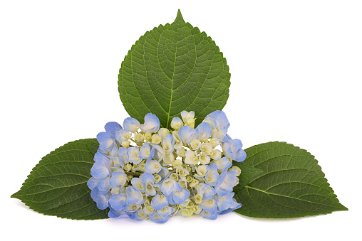 Hydrangea flowers and leaves isolated on white