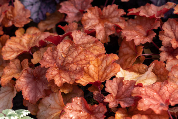 istock heuchera plants as very nice natural background 1324684803