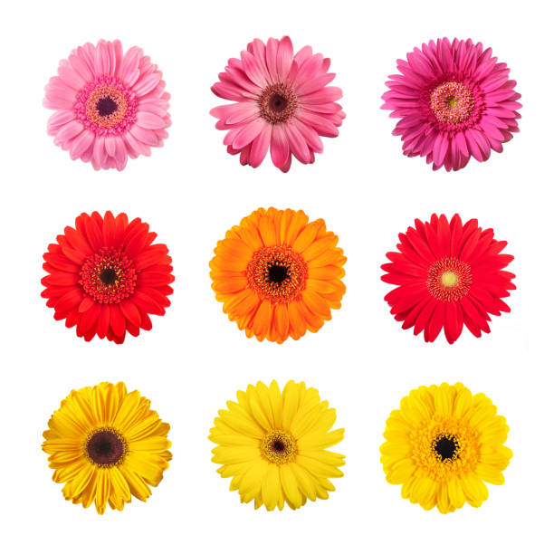 Gerberas flowers mix Gerberas flowers mix isolated on white background gerbera stock pictures, royalty-free photos & images