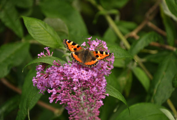 istock Inflorescence of a butterfly bush with Aglais urticae 1324684895