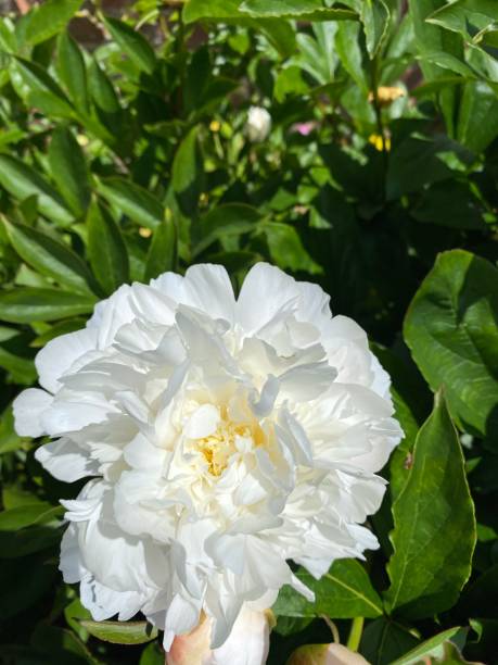 istock Peony “alice harding” flower head 1324686187
