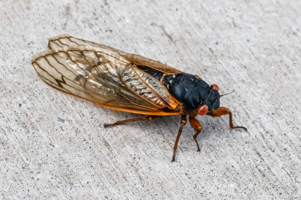 istock Portrait of a periodical cicada on a light background 1324686231