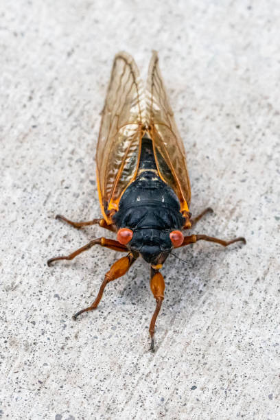 istock Frontal view of a Periodical Cicada 1324686233