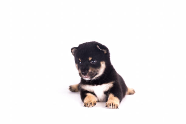 Puppy dog, Shiba Inu on a white background. Black and tan color shiba inu dog. Puppy dog, Shiba Inu on a white background. Black and tan color shiba inu dog. shiba inu black and tan stock pictures, royalty-free photos & images
