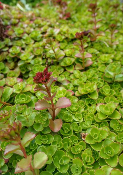istock Succulents bed in the fields or garden 1324686917