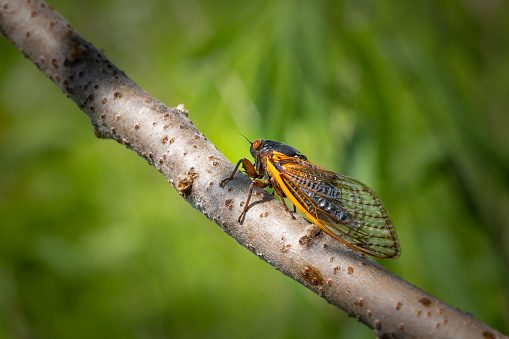 Close up horizontal macro portrait of a periodical cicada on a tree branch in a meadow in eastern Pennsylvania