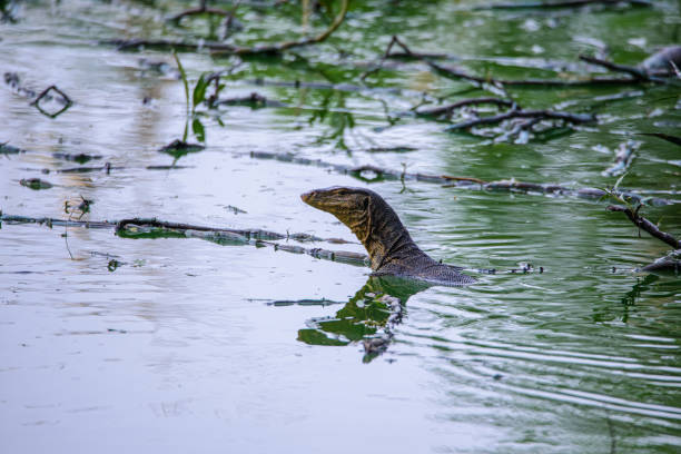 istock Wildlife Around the Fish pond 1324688475