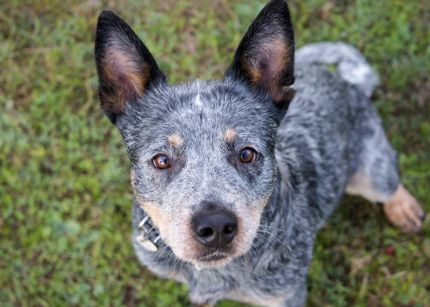 istock Australian Cattle Dog (Blue Heeler) looking up at the camera 1324688477