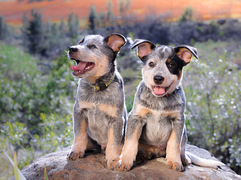 Australian Cattle Dog (Blue Heeler) puppies sitting on a rock outdoors portrait facing the camera with their mouths open