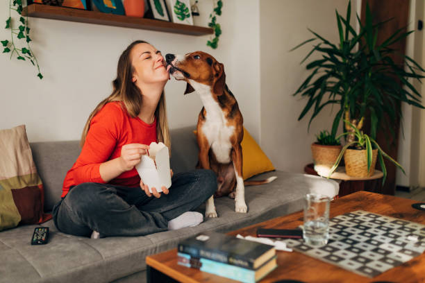 chien de chasse reconnaissant léchant sa propriétaire sur les chèques après qu’elle lui ait donné une bouchée un morceau de sa nourriture à emporter - dog eating pets licking photos et images de collection