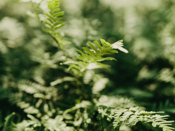istock Green fern background 1324689512