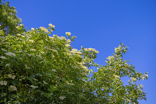 Elderberry tree with flowers against a blue sky in Søndermarken, a public park in the suburbs of Copenhagen. In Denmark the flowering elderberry is an symbol of the start of summer.