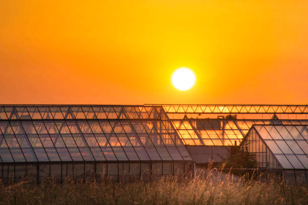 istock Greenhouse At The Evening Sun 1324689938