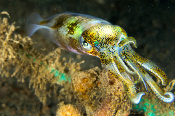 istock Reef Squid, Lembeh, North Sulawesi, Indonesia 1324690996