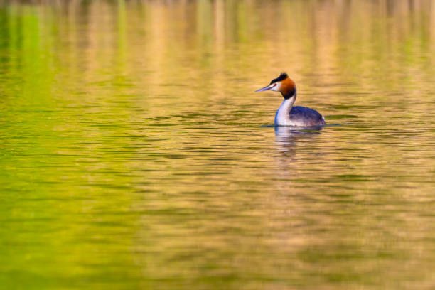 istock Great Crested Grebe, Biesbosch National Park, Netherlands 1324690998