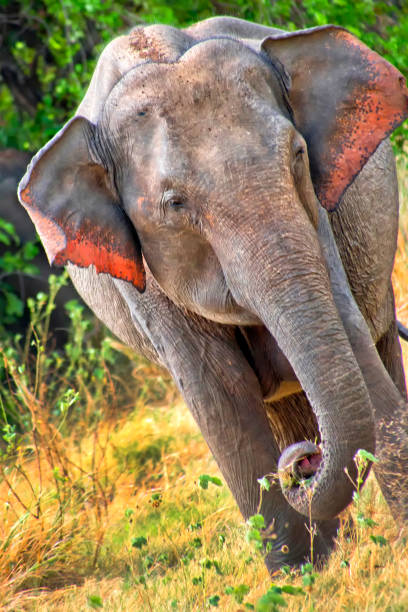 istock Sri Lankan Elephant, Kaudulla National Park, Sri Lanka 1324691003