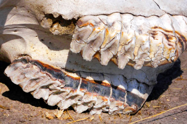 istock Elephant skeleton, Chobe National Park, Botswana 1324691077
