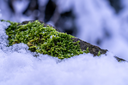 Black Stone with Green Moss discovered in a Taunus Forest on a New Year's Hike