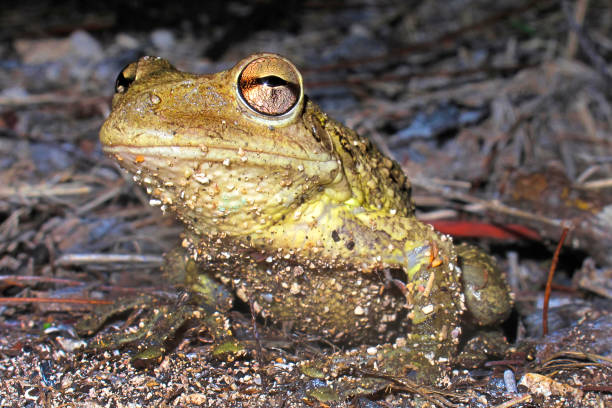 istock Cuban Tree Frog, Playa Giron, Cuba, America 1324691117