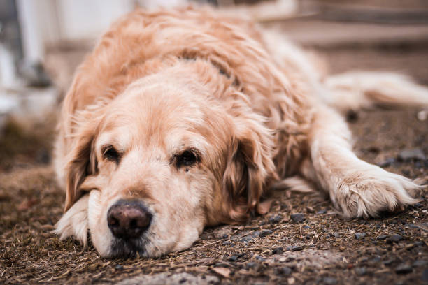 istock Senior Golden Retriever 1324691243