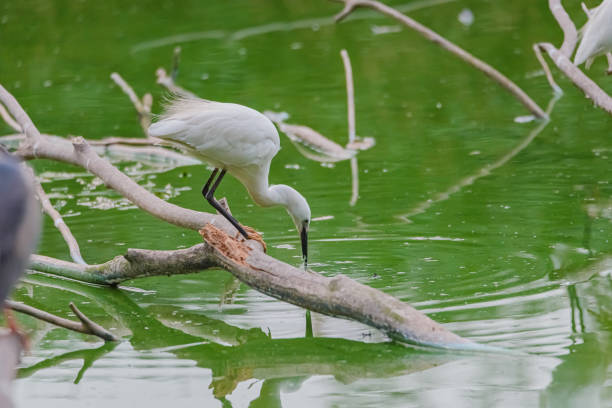 istock Wildlife Around the Fish pond 1324691322