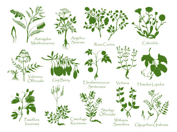 Big set with herbals, berries, roots silhouettes Big set with herbals, berries, roots silhouettes. No contour herbals made in hand drawn style, isolated on white. Ideal for Magazine, Recipe book, Poster, Cards, Menu cover etc. medicine silhouettes stock illustrations
