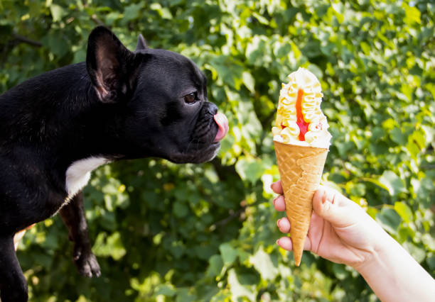 istock dog eating ice cream in nature 1324693062