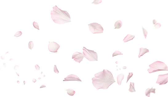 Hermosos pétalos de flores de sakura volando sobre fondo blanco. Diseño de banners photo