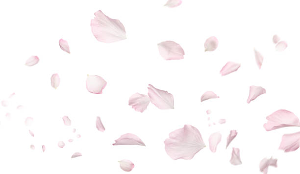 hermosos pétalos de flores de sakura volando sobre fondo blanco. diseño de banners - pétalo fotografías e imágenes de stock