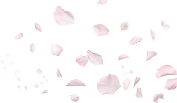 Photo of Beautiful sakura flower petals flying on white background. Banner design