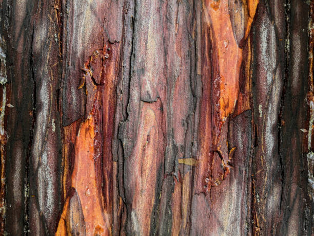 istock Close up of dry a bright colorful tree bark. Abstract bark tree background 1324696351