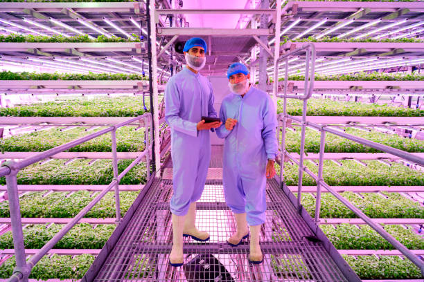 istock Indoor portrait of hydroponics technicians in vertical farm 1324696431