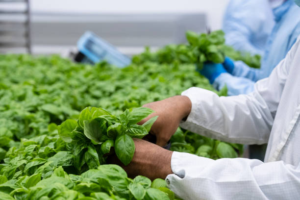 Technicians harvesting hydroponic basil in vertical farm Close-up of male worker snipping stem and leaves from herb plant grown in controlled indoor environment resulting in a 100% clean crop. humberside stock pictures, royalty-free photos & images