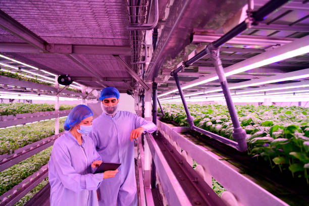 istock Vertical farmers discussing data in indoor farm 1324696459