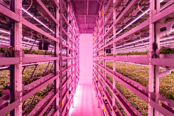 Space-saving racks of basil plants growing in vertical farm View with diminishing perspective of layered architecture and controlled growing conditions, including LED lights to feed plants the light spectra they require. humberside stock pictures, royalty-free photos & images