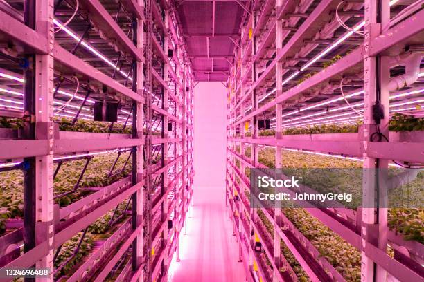 Spacesaving Racks Of Basil Plants Growing In Vertical Farm Stock Photo - Download Image Now