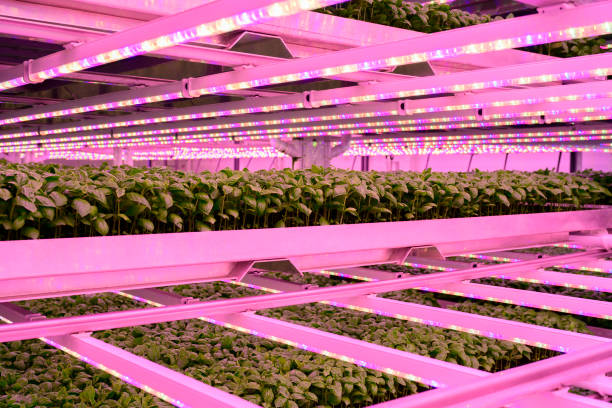 istock Stacked young basil plants growing in vertical farm 1324696492