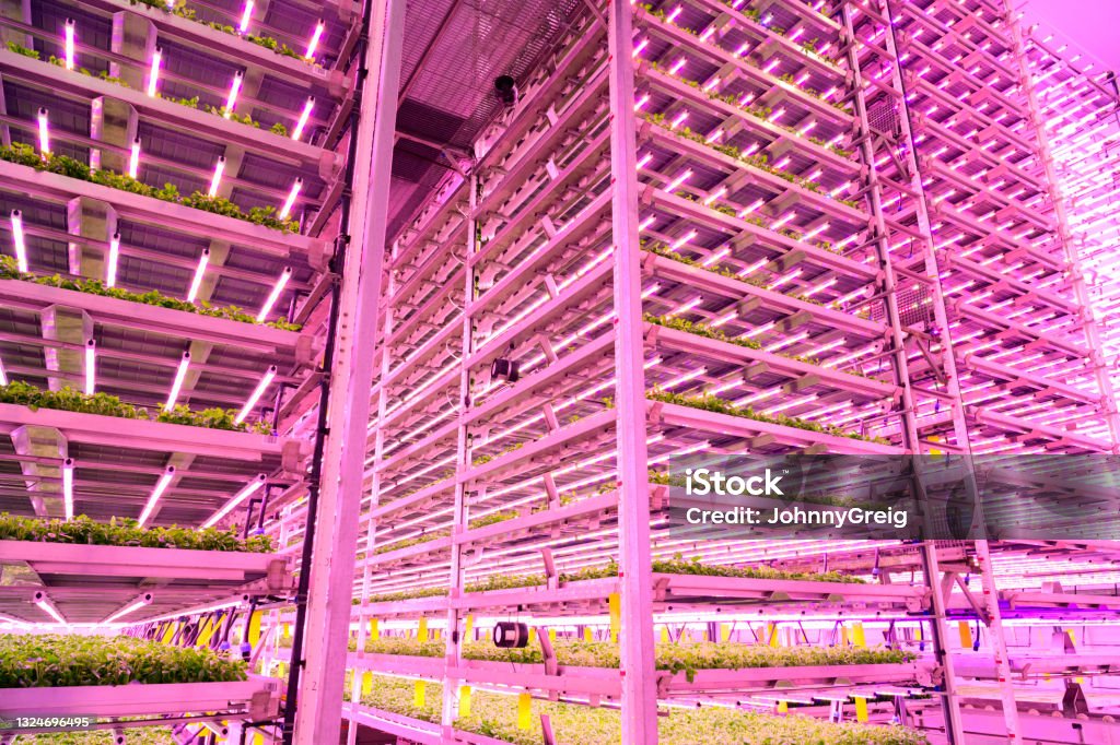 Innovative architecture positioning herbs for optimal growth Low angle view of vertical farm’s floor to ceiling racks filled with basil plants developing under controlled LED lighting and CO2-infused air. Vertical Farming Stock Photo