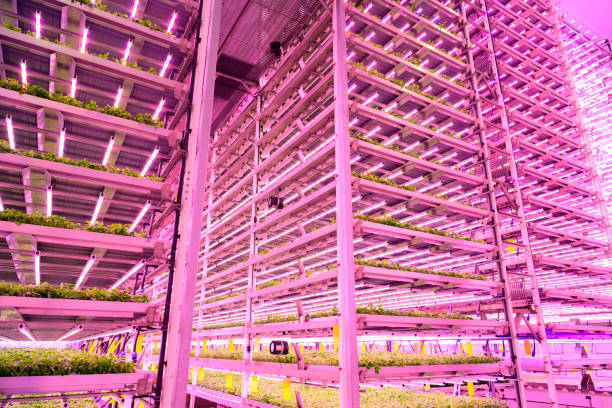 Innovative architecture positioning herbs for optimal growth Low angle view of vertical farm’s floor to ceiling racks filled with basil plants developing under controlled LED lighting and CO2-infused air. humberside stock pictures, royalty-free photos & images