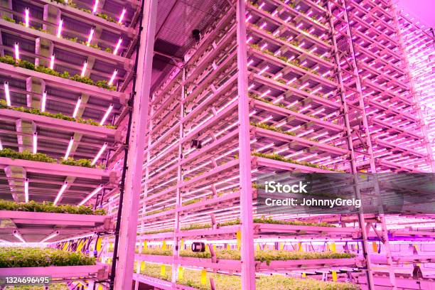 Innovative Architecture Positioning Herbs For Optimal Growth Stock Photo - Download Image Now