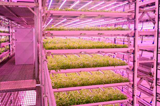 istock Layers of basil plants illuminated by optimal LED spectra 1324696515