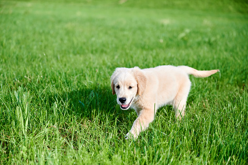 Cute puppy outdoors on the grass